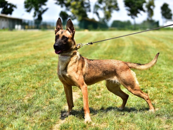 IMG-20180706-WA0016 (1)